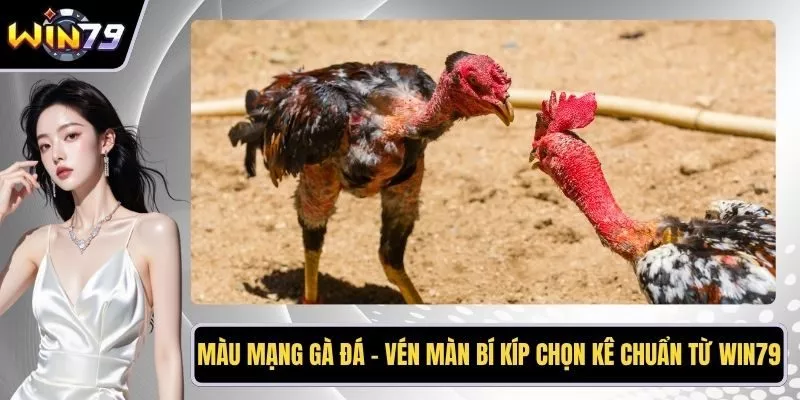 Màu mạng gà đá