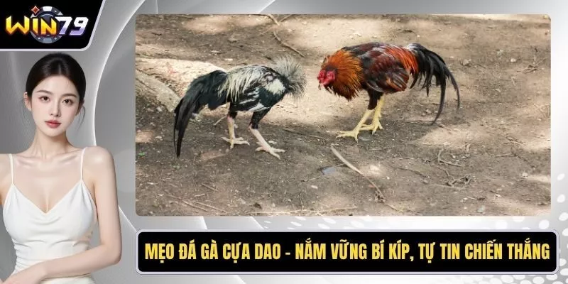 Mẹo đá gà cựa dao