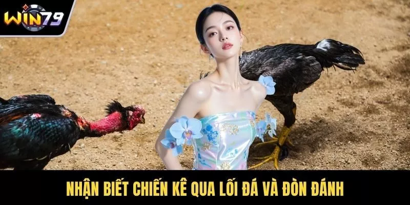 Nhận biết chiến kê qua lối đá và đòn đánh