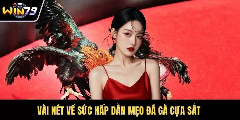 Vài nét về sức hấp dẫn mẹo đá gà cựa sắt